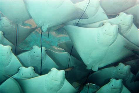 7 Rays You Really Should Know - Ocean Conservancy