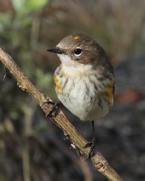 Yellow-rumped Warbler (Myrtle) | Birdspix