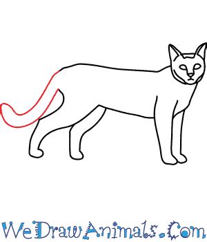 The best free Wildcat drawing images. Download from 170 free drawings ...