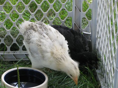 Black Australorp Buff Orpington Cross | Page 3 | BackYard Chickens - Learn How to Raise Chickens