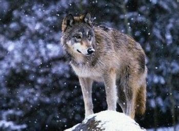 'Souls Wiki | Resources / Northern Rocky Mountains Wolf (''Canis lupus ...