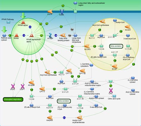 Regulation of lipid metabolism - PPAR regulation of lipid metabolism ...