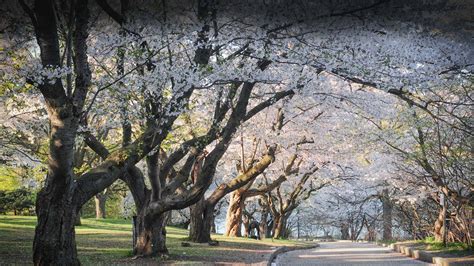 The Cherry Blossom Trees – Bing Wallpaper Download