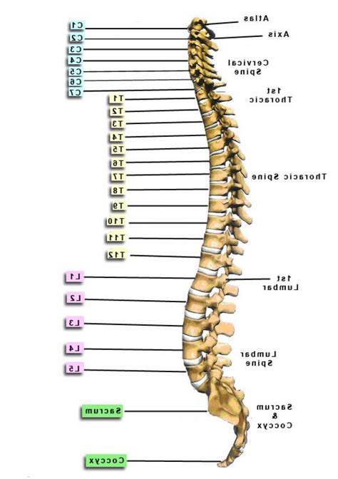 Anatomy of the Human Spine