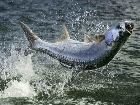 5 Tips for Catching Tarpon in Southwest Florida