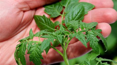 Why your tomato seedlings do not grow well in a greenhouse