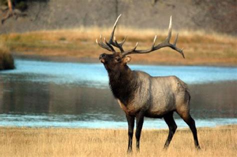 Yellowstone elk decline continues; wolves only partially responsible ...