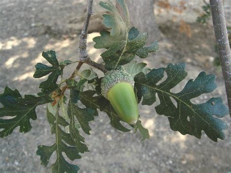 Quercus lobata - Valley oak (acorn)