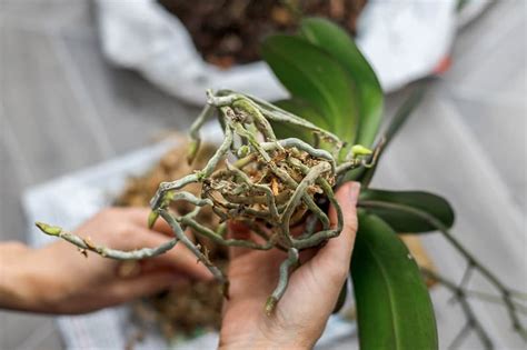 Trimming Orchid Roots - Gardential.com