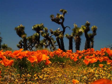 Blogger | Arizona wildflowers, Desert flowers, Wild flowers