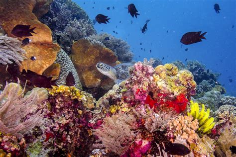 Aquarium of the Pacific | Coral Reefs | Coral Reefs: Nature’s Underwater Cities