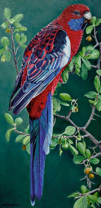 Mr Crimson - Crimson Rosella painted in oils by Australian bird artist Nicky Shelton.