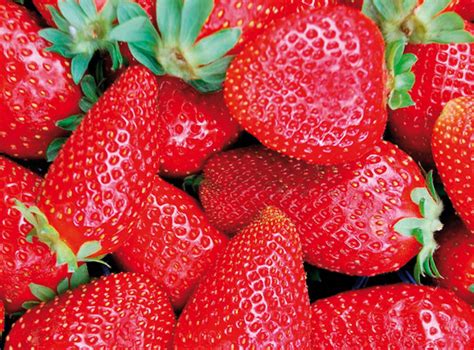 Tout savoir sur les fraises : variétés, cultures