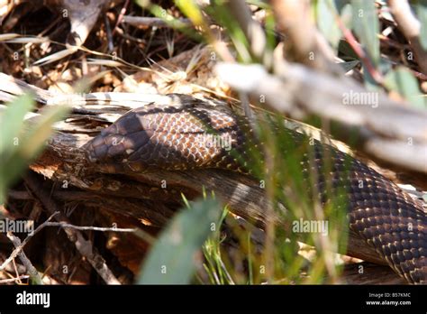 a king brown snake ready to strike on the eyre peninsula with high resolution photography Stock ...