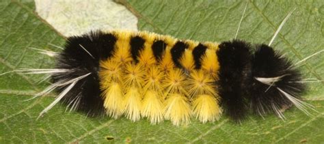 Spotted Tussock Moth Caterpillar | The Backyard Arthropod Project