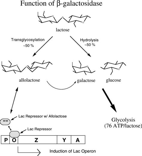 LacZ β‐galactosidase: Structure and function of an enzyme of historical and molecular biological ...