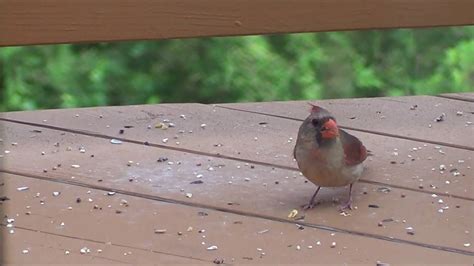 Female cardinal feeding a juvenile - YouTube