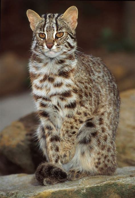 Amur leopard cat (Prionailurus bengalensis euptilura) North east Asia | Asian leopard cat ...