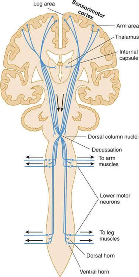 Corticobulbar Tract In Spinal Cord