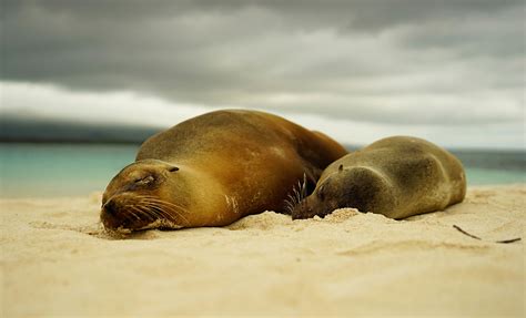 wildlife list — Galapagos Travel