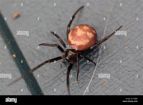 Steatoda Spider