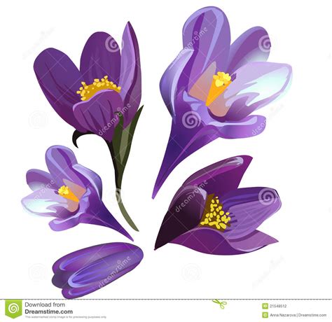 Pasque flower clipart - Clipground