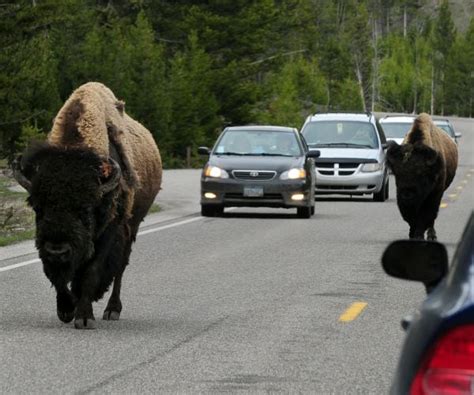 Yellowstone Bison Slaughter Begins as Officials Aim to Cut Population ...