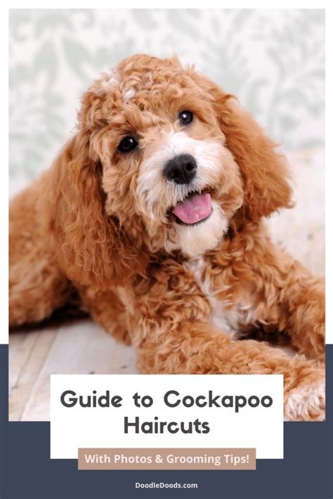 Guide to Cockapoo Haircuts With Photos & Grooming Tips! [2022]