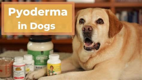 Pyoderma In Dogs: Causes Treatment Dutch | atelier-yuwa.ciao.jp