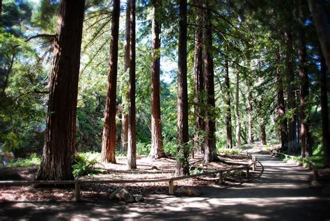 Redwood Grove, Santa Barbara Botanic Garden - postcard - Love from ...