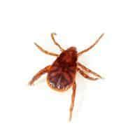 Tick Borne Diseases in New England - Modern Pest