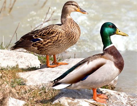 Differences Between Male And Female Ducks