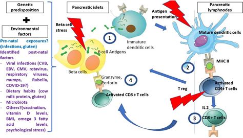 Frontiers | Environmental Triggering of Type 1 Diabetes Autoimmunity