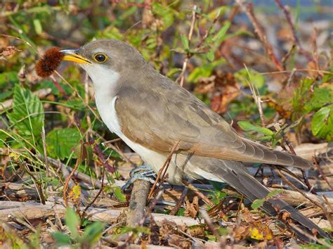 Yellow-billed Cuckoo - eBirdr