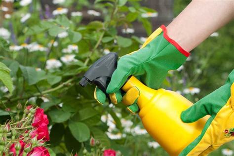 SPRAY INSECTICIDA DIY DE JARDÍN PARA DESHACERSE DE LOS BICHOS - Trucos De Jardineria