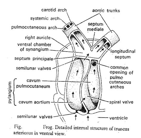 Zoology for higher secondary level: Frog: Blood-Vascular System