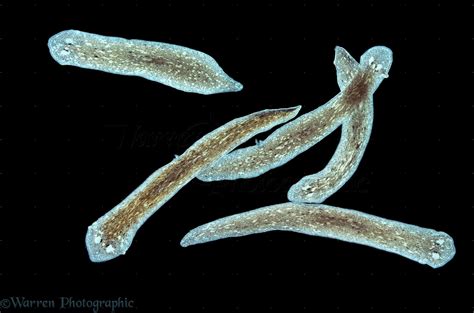 Group of freshwater Flatworms photo WP16402