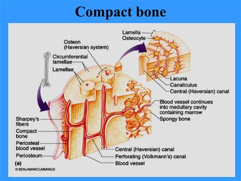 PPT - BONES AND BONE TISSUES PowerPoint Presentation, free download - ID:89425