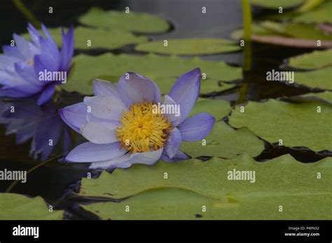 Purple water lily on the pond Stock Photo - Alamy