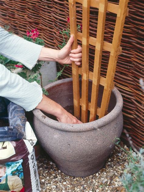 How to Grow Flowering Vines in Containers | Landscaping Ideas and ...