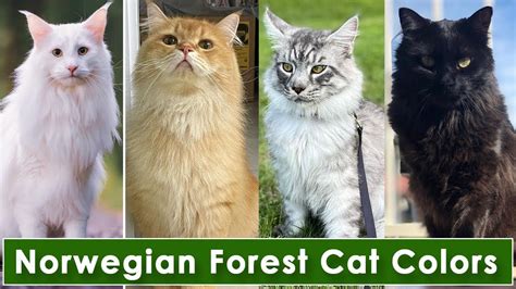 Top 10 Norwegian Forest Cat Colors & Patterns #cats #viral - YouTube