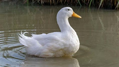 Pekin Duck Breed: Everything You Need To Know