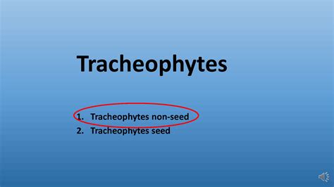 SOLUTION: Tracheophytes part 1 - Studypool