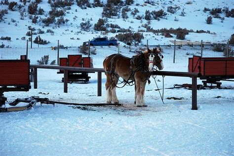 National Elk Refuge (Jackson) - 2020 All You Need to Know BEFORE You Go (with Photos) - Tripadvisor