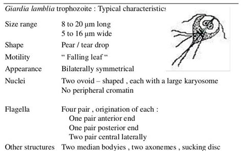 Giardia Lamblia Characteristics | Bruin Blog