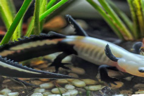 Discover the Beauty and Science Behind Firefly Axolotls