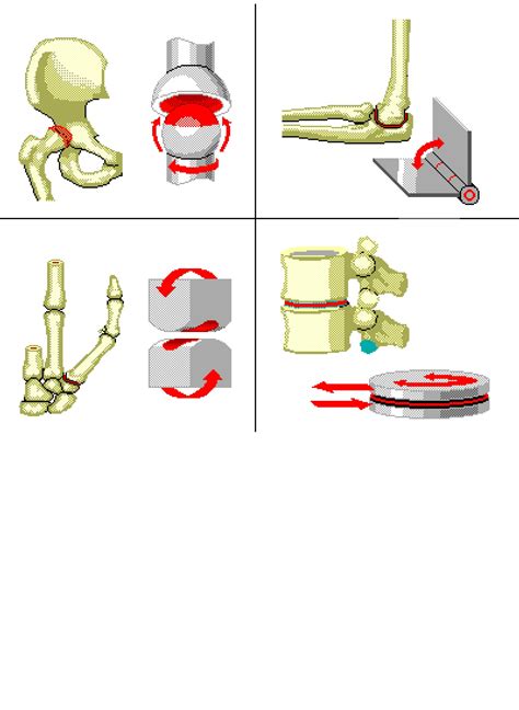 Synovial Joints: Types, Functions & Structure