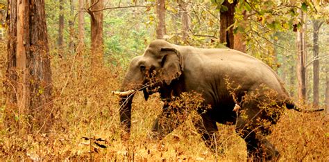 Kerala Wildlife Tour Package