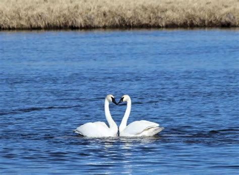 Trumpeter swans bounce back from near extinction