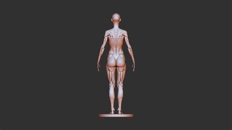 ArtStation - Female anatomy 3d print model | Resources